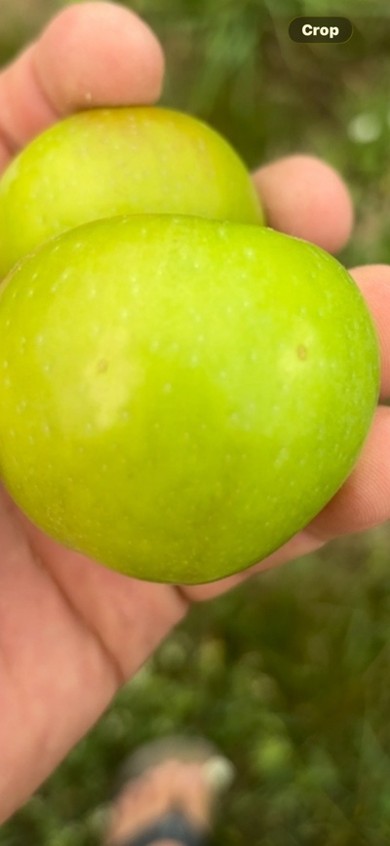 Thrips damage apple.jpg